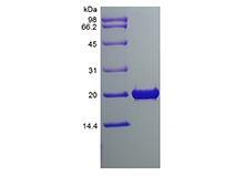 SDS-PAGE of Recombinant Rat Fibroblast Growth Factor 18